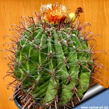 13228 cactus-art Cactus Art