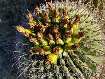 29963 RapCactus Raimondo Paladini