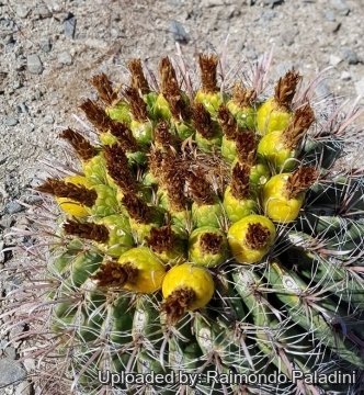 29969 RapCactus Raimondo Paladini