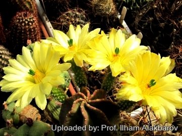 26128 Ilham Prof. Ilham Alakbarov