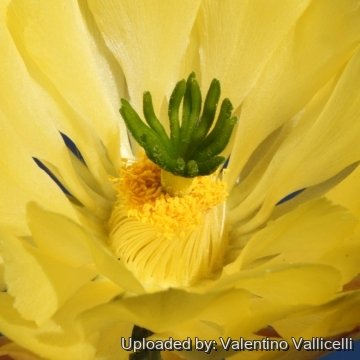 7939 valentino Valentino Vallicelli