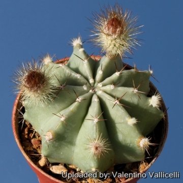 7942 valentino Valentino Vallicelli