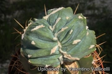 18971 valentino Valentino Vallicelli