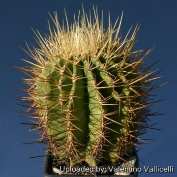 6677 valentino Valentino Vallicelli