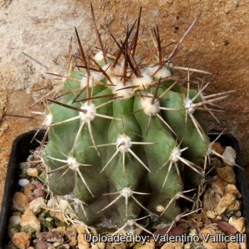 8187 valentino Valentino Vallicelli