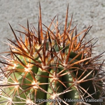 8183 valentino Valentino Vallicelli