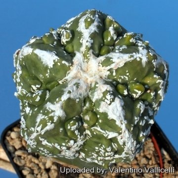 8266 valentino Valentino Vallicelli