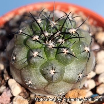 17337 valentino Valentino Vallicelli