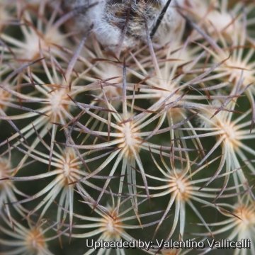 17601 valentino Valentino Vallicelli