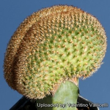 8479 valentino Valentino Vallicelli