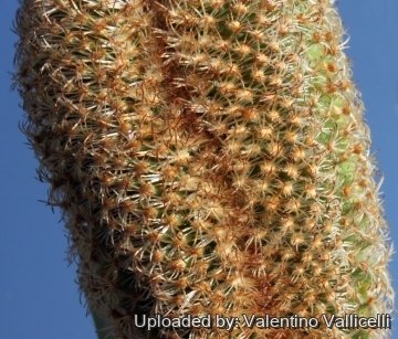 8481 valentino Valentino Vallicelli