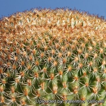 8482 valentino Valentino Vallicelli