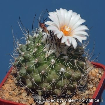 16594 valentino Valentino Vallicelli