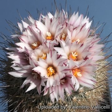 15651 valentino Valentino Vallicelli