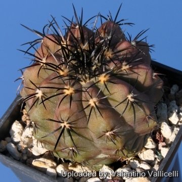 3654 valentino Valentino Vallicelli