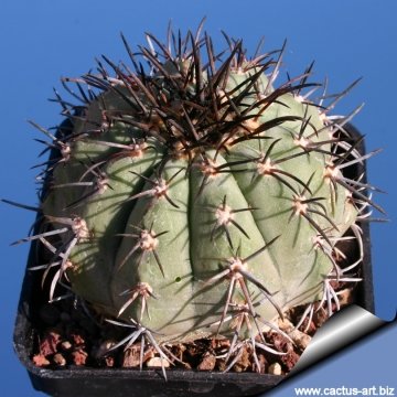 3666 cactus-art Cactus Art