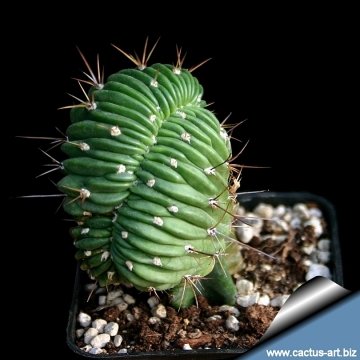 8534 cactus-art Cactus Art