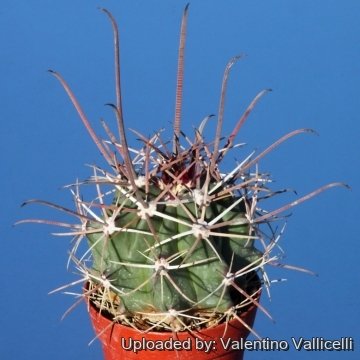 15777 valentino Valentino Vallicelli