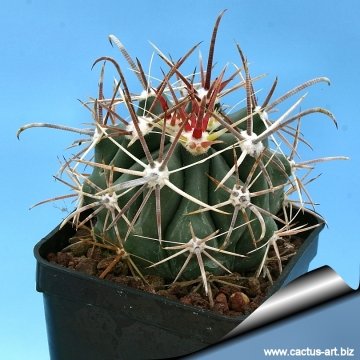 3872 cactus-art Cactus Art