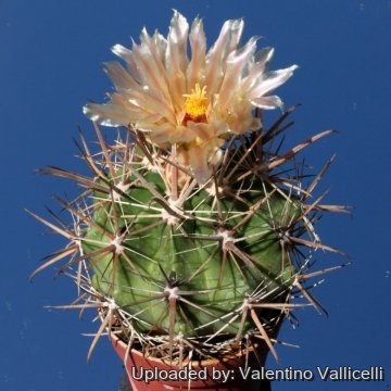 3873 valentino Valentino Vallicelli