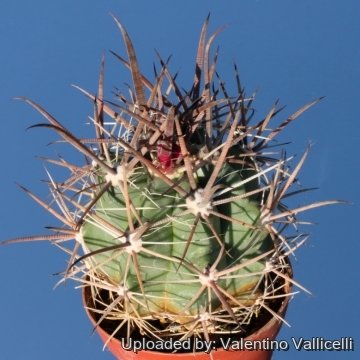 3875 valentino Valentino Vallicelli