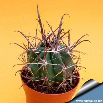 3878 cactus-art Cactus Art