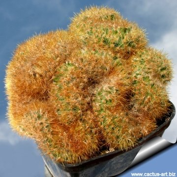 8699 cactus-art Cactus Art