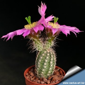 8878 cactus-art Cactus Art