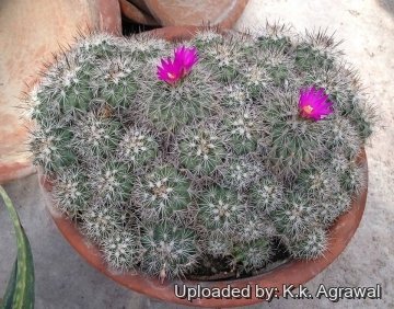 19692 agrawal K.k. Agrawal