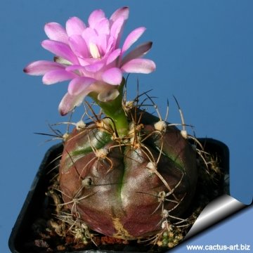 9209 cactus-art Cactus Art