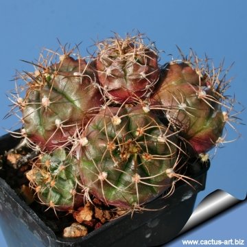 9211 cactus-art Cactus Art