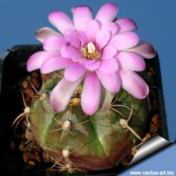 9212 cactus-art Cactus Art