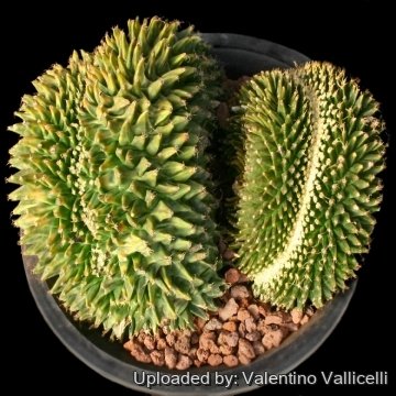 9230 valentino Valentino Vallicelli