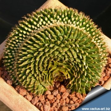 9233 cactus-art Cactus Art