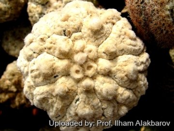 18812 Ilham Prof. Ilham Alakbarov