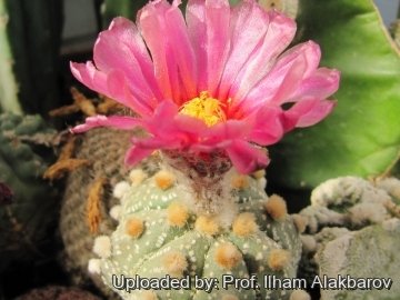 18706 Ilham Prof. Ilham Alakbarov