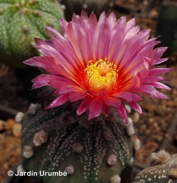 30080 alexander Alexander Arzberger