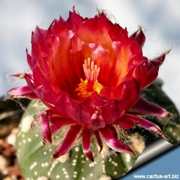 6656 cactus-art Cactus Art