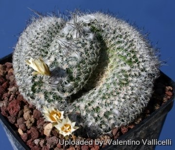 9274 valentino Valentino Vallicelli