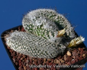 9275 valentino Valentino Vallicelli