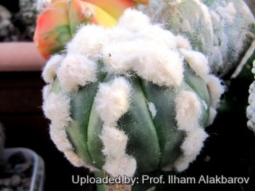 18862 Ilham Prof. Ilham Alakbarov