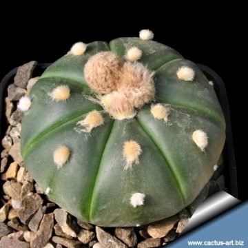 9295 cactus-art Cactus Art