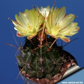 9303 cactus-art Cactus Art