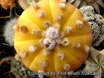 18611 Ilham Prof. Ilham Alakbarov