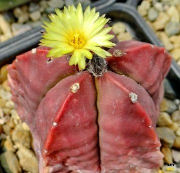 24078 agocs Agócs György