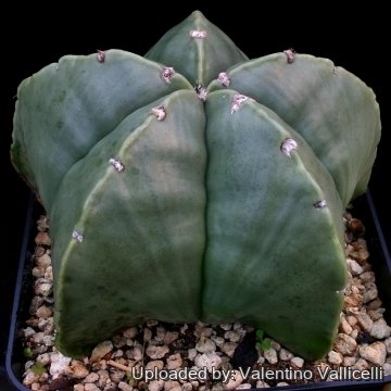 8146 valentino Valentino Vallicelli