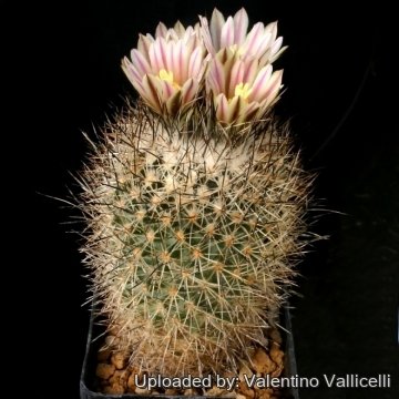9615 valentino Valentino Vallicelli