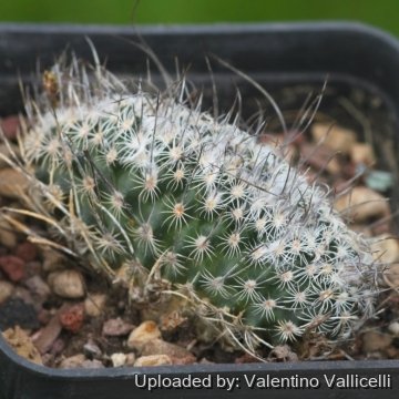 16922 valentino Valentino Vallicelli