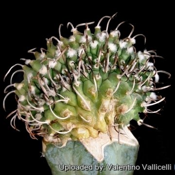 9703 valentino Valentino Vallicelli