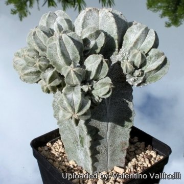 15084 valentino Valentino Vallicelli